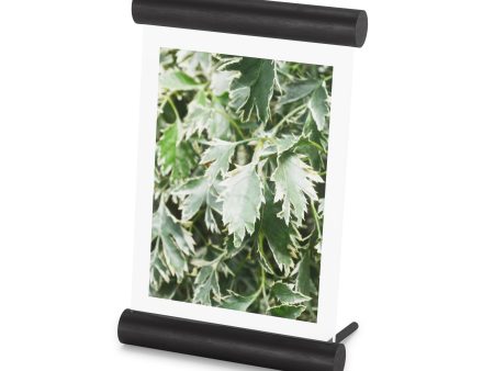 Scroll Picture Frame For Discount